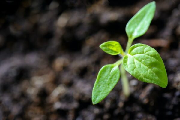 green plant in environment