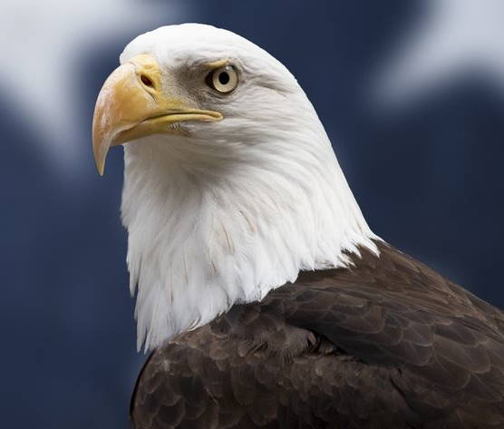American whiteheaded eagle, the American national bird