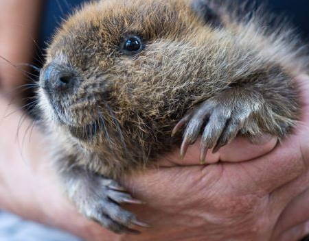 a beaver, the Canadian national animal