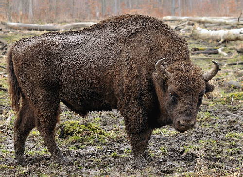 a bison, , the national animal of Poland
