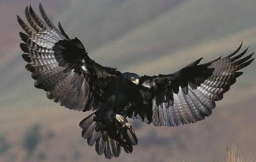 a black eagle, the national animal of Germany