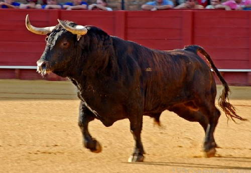 a bull, the national animal of Spain