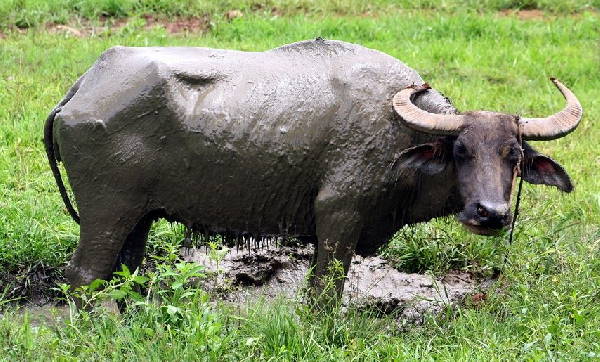 a carabao, the national animal of the Philippines