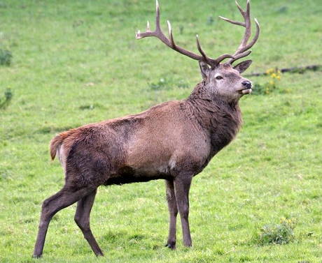 a deer, the Irish national animal