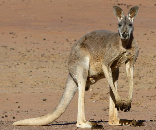 a kangaroo, the Australian national animal