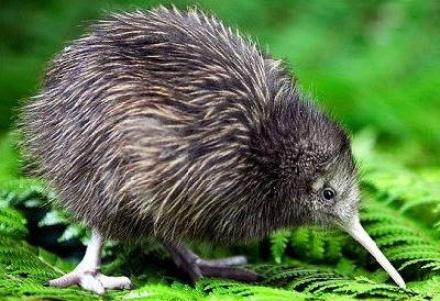 a kiwi bird, the New Zealand national animal