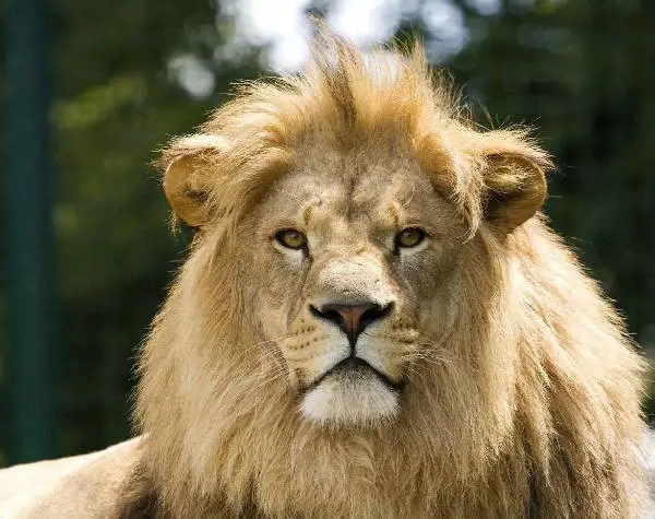 a lion, the national animal of Belgium
