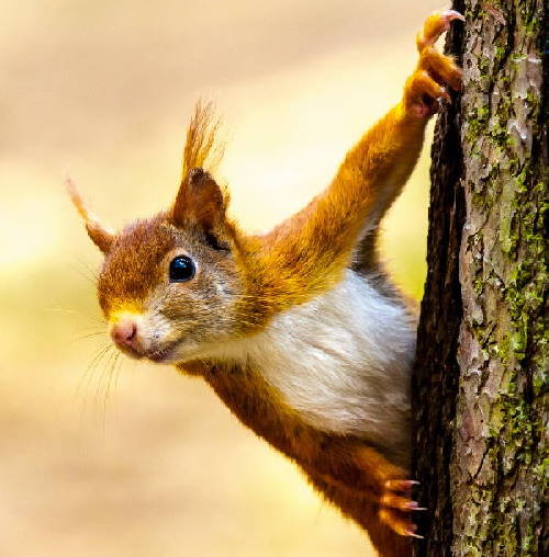 a red squirrel, the national animal of Denmark