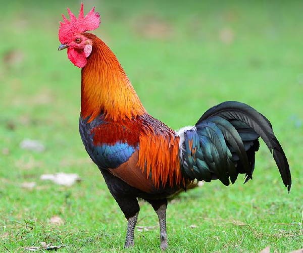 a rooster, the national animal of France