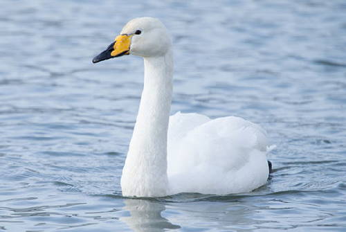 a whooper swan, the national animal of Finland