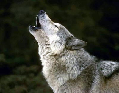 a wolf, the national animal of Italy